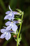 Pale spike lobelia